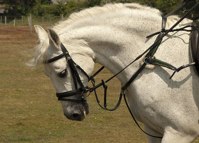 Rhinegold 5-Point Breastplate - Jacks Pet and Country