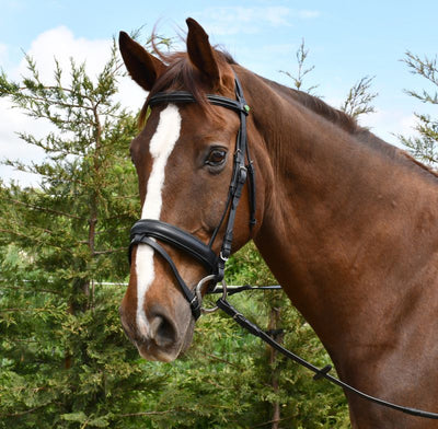 Rhinegold German Leather Comfort Bridle with Flash Noseband - Jacks Pet and Country