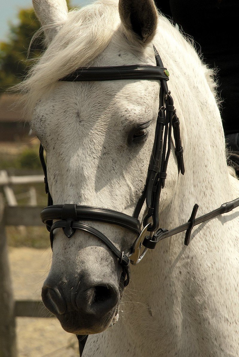 Rhinegold German Leather Bridle with Detachable Flash Noseband - Jacks Pet and Country