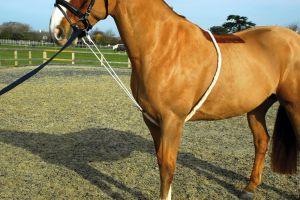 Rhinegold Soft Lunge Aid - Jacks Pet and Country
