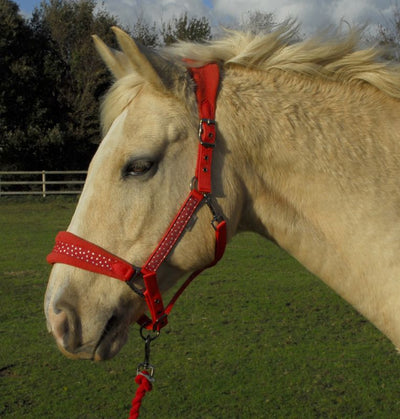 Rhinegold Sparkly Padded Headcollar & Leadrope Set - Red - Jacks Pet and Country